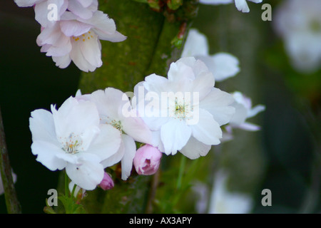 Japanische Kirsche - Prunus serrulata Stockfoto