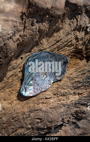 Paua Shell auf Treibholz am Bushy Beach, Oamaru, Südinsel, Neuseeland Stockfoto