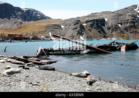 Zerstörten Walfangschiff am alten Hafen in Walfang auf Insel Südgeorgien, nahe der Antarktis Stockfoto