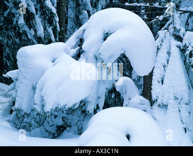 Gemeine Fichte Picea Abies mit Schnee Oberaegeri Schweiz Stockfoto