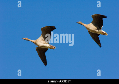 Rosa footed Gänse, Anser Brachyrhynchus, zwei Fliegen Stockfoto