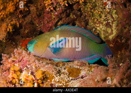 Schlafende Papageienfische Stockfoto