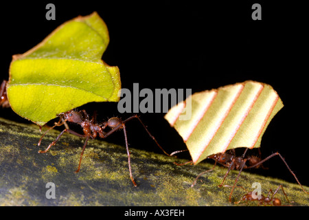 Blatt Scherblock Ameise (Atta SP.) Stücke der Blätter tragen Stockfoto