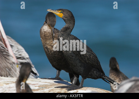 Doppel-crested Kormorane Phalacrocorax Auritus stehen auf Felsen neben California Stockfoto