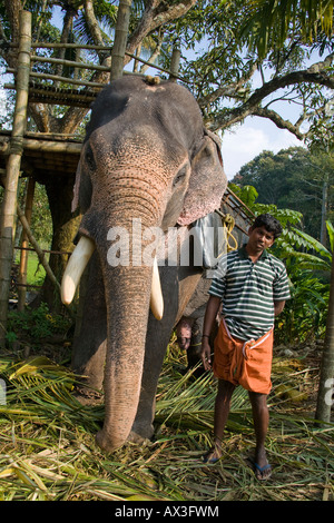 Asiatischer Elefant und Mahout, Kumily, Kerala, Indien Stockfoto