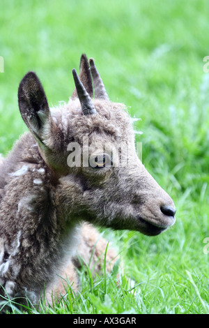 junge Sibirische Steinböcke - Capra sibirica Stockfoto