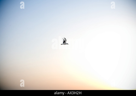 Vogel am Himmel über dem Ozean Stockfoto