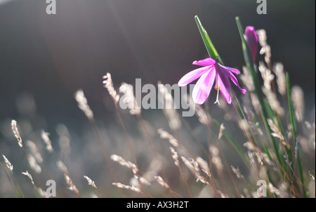 Satin-Blume, Sisyrinchium douglasii Stockfoto