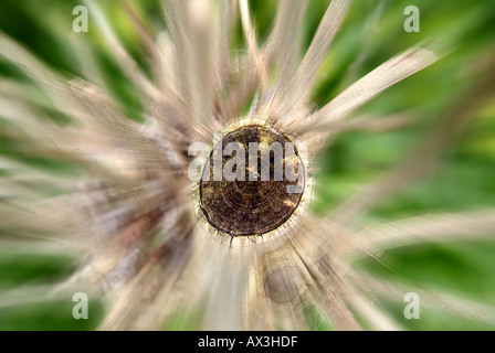 Der Baum wurde gefällt - Foto-Ausarbeitung Stockfoto
