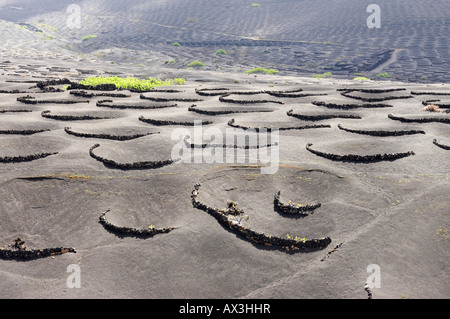 Weinberge in vulkanischen Böden in das Weinanbaugebiet La Geria auf Lanzarote auf den Kanarischen Inseln. Stockfoto