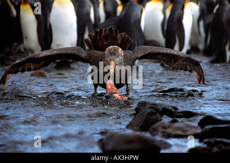 Sturmvogel Geant Southern Giant Petrel Macronectes Giganteus ernähren sich von toten Tier Antarktis Pinguin Antarktis Aves Vogel bi Stockfoto