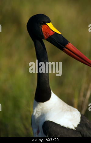 Der Sattel – abgerechnet Storch, Nahrung Senegalensis, ernährt sich von Tilapia in einem Strom über die Masai Mara, Kenia, Ostafrika. Stockfoto