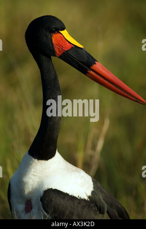 Der Sattel – abgerechnet Storch, Nahrung Senegalensis, ernährt sich von Tilapia in einem Strom über die Masai Mara, Kenia, Ostafrika. Stockfoto