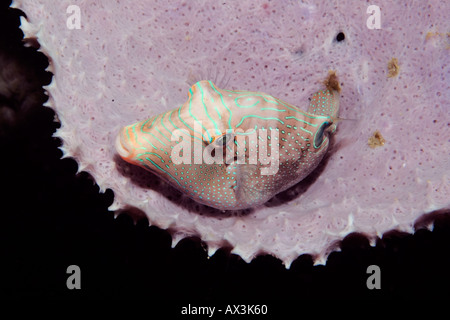 Papuan Toby-Canthigaster Papua ruht auf einem Schwamm in Lembeh Straße Indonesien Stockfoto