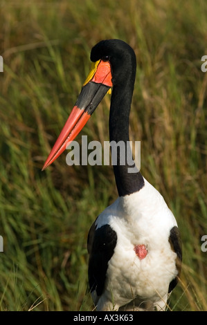 Der Sattel – abgerechnet Storch, Nahrung Senegalensis, ernährt sich von Tilapia in einem Strom über die Masai Mara, Kenia, Ostafrika. Stockfoto