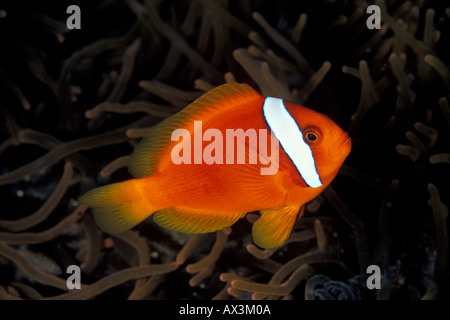 Weibliche Tomaten Anemonenfischen Amphiprion brookii bei Dumaguette Philippinen Stockfoto