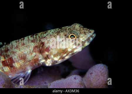 Riff Eidechsenfisch Synodus variegatus Stockfoto