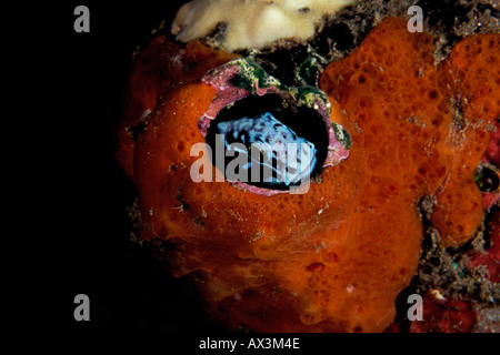 Schwarzen Kamm gezahnten Blenny Ecsenius Namiyei versteckt sich in einem Haus im Süden der Philippinen Dumaguette coral Stockfoto