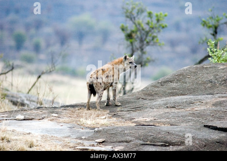 Zerbeissen, Crocuta Crocuta, auf den Felsvorsprüngen in den Lobo-Tal, Serengeti Nationalpark, Tansania, Ostafrika entdeckt. Stockfoto