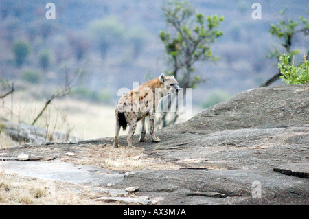 Zerbeissen, Crocuta Crocuta, auf den Felsvorsprüngen in den Lobo-Tal, Serengeti Nationalpark, Tansania, Ostafrika entdeckt. Stockfoto