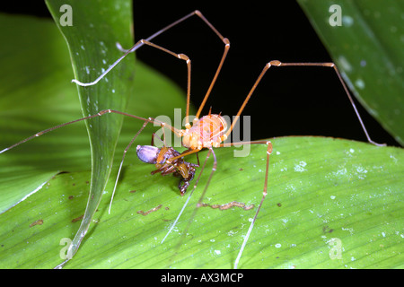 Harvestman (Phalangid) Fütterung auf eine Spinne in den Regenwald Unterwuchs Stockfoto