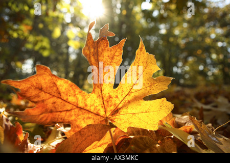 Fall leaf on Ground with Sunlight coming Through Trees Stockfoto