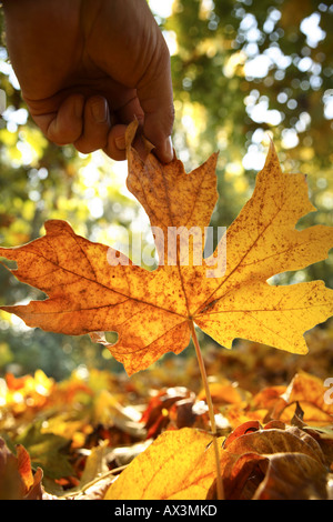 Kommissionierung bis Herbst Blatt Stockfoto