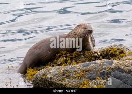 Sea Otter Essen ein Heilbutt fischen in Alaska Stockfoto