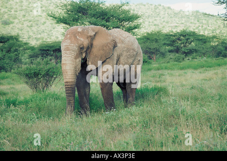 Voller Größe Reifen männlichen Elefanten ohne Stoßzähne Samburu National Reserve Kenia in Ostafrika Stockfoto