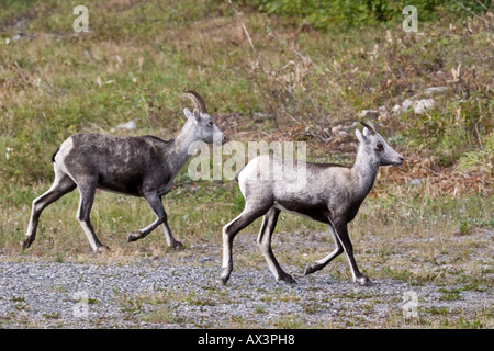 Stein-Schafe, die entlang der Straße in der Nähe von Jasper Nationalpark in Kanada Stockfoto