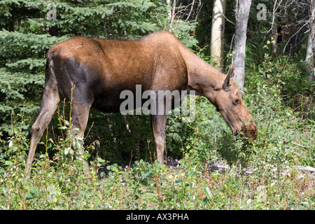 Kuh Elch durchsuchen Stockfoto