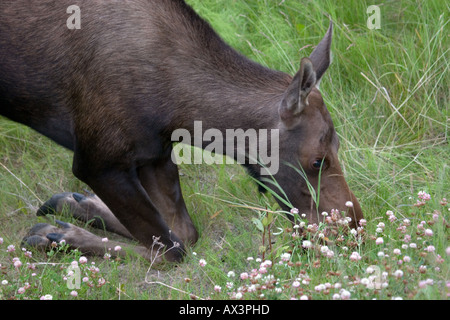 Kuh Elch kniend zu essen Stockfoto