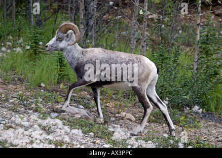 Bighorn Schafe einen Hang hinauf wandern Stockfoto