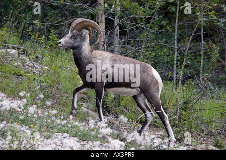 Bighorn Schafe einen Hang hinauf wandern Stockfoto