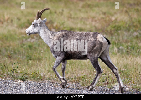 Stein-Schafe am Straßenrand in der Nähe von Jasper Nationalpark in Kanada Stockfoto