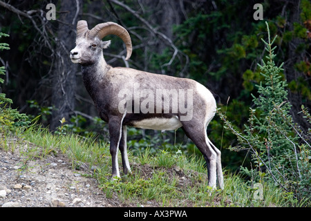 Bighorn Schafe auf einem Hügel Stockfoto