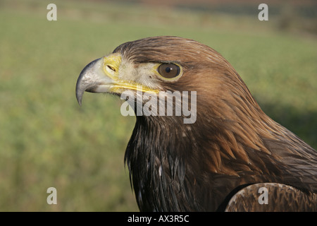 Steinadler Aquila chrysaetos Stockfoto