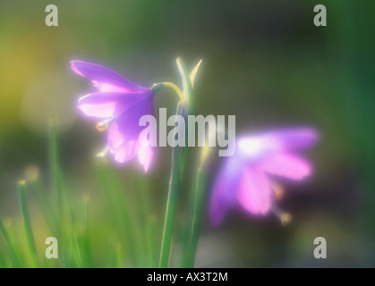 Satin-Blume, Sisyrinchium douglasii Stockfoto