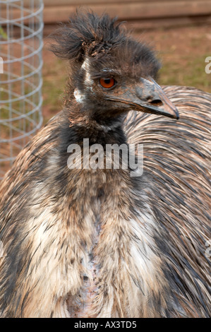 Emu Dromaius Novaehollandiae ratities Stockfoto