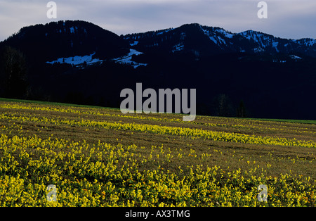 Schlüsselblume Primel Primula Elatior blühen im Feuchtgebiet Oberaegeri Zug Schweiz Stockfoto