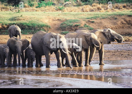 Elefanten im Fluss Uaso Nyiro Samburu National Reserve Kenya trinken Stockfoto