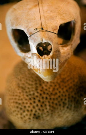 Brasilien, Bahia, Boipeba Insel. Muscheln und eine Schildkröte Schädel zum Verkauf im Shop von der Insel Knochensammler. Stockfoto