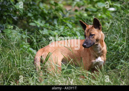 Dingo, Canis Lupus Dingo, reinrassige alleinstehenden stehen lange Gras Stockfoto