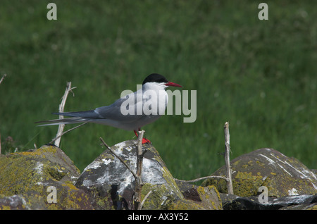 Küstenseeschwalbe auf Steinwand Farne Islands Stockfoto