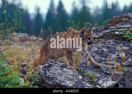 7 Monate alten Berglöwe Kätzchen Puma concolor Stockfoto