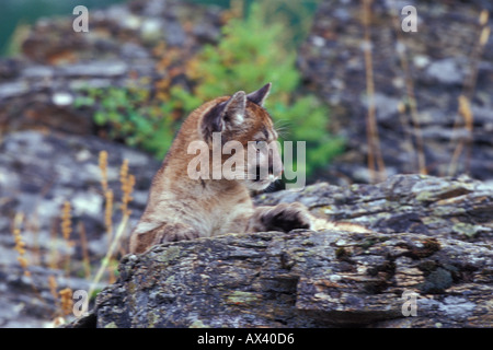 7 Monate alten Berglöwe Kätzchen Puma concolor Stockfoto