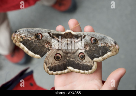 Große Kaiser-Motte Saturnia Pyri größten europäischen Schmetterling Stockfoto