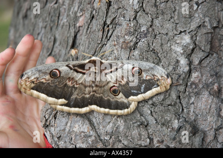 Große Kaiser-Motte Saturnia Pyri größten europäischen Schmetterling Stockfoto