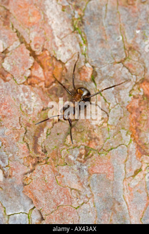 Waldameise Formica Rufa Verteidigung Haltung Stockfoto