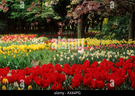 Spring Garden Tulpen Narzissen Kirschblüte rot gelb rosa Blumen Pflanzen-Lampen Stockfoto